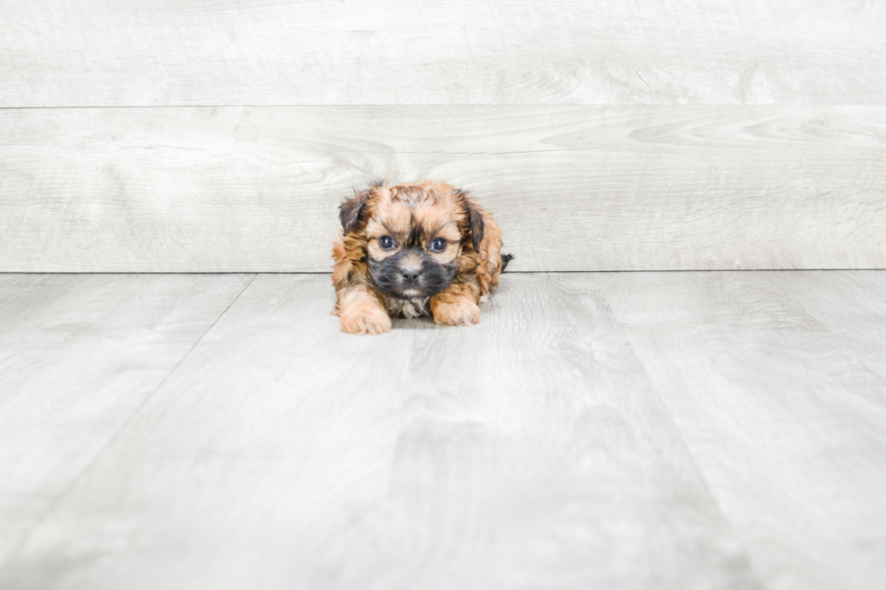 Morkie Pup Being Cute