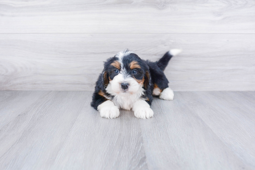 Best Mini Bernedoodle Baby