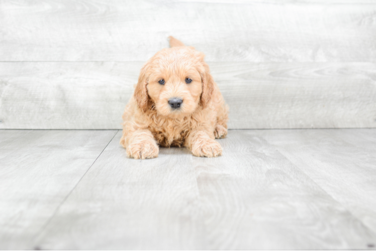 Popular Mini Goldendoodle Poodle Mix Pup