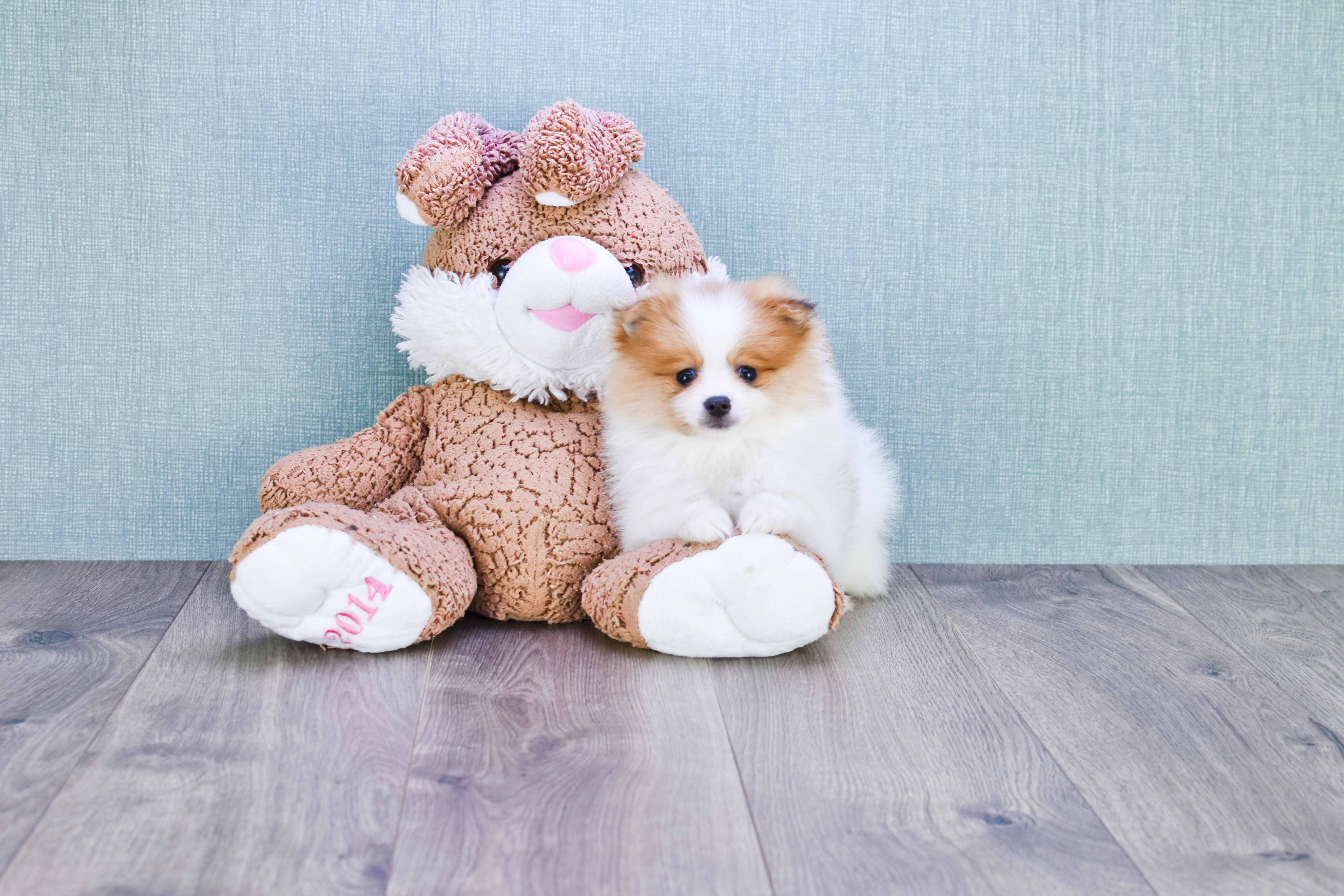 Cute Pomeranian Purebred Puppy
