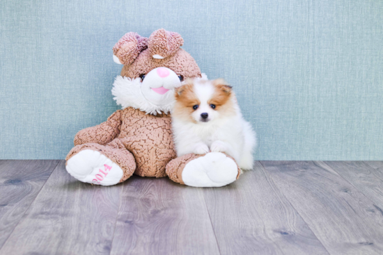 Cute Pomeranian Purebred Puppy