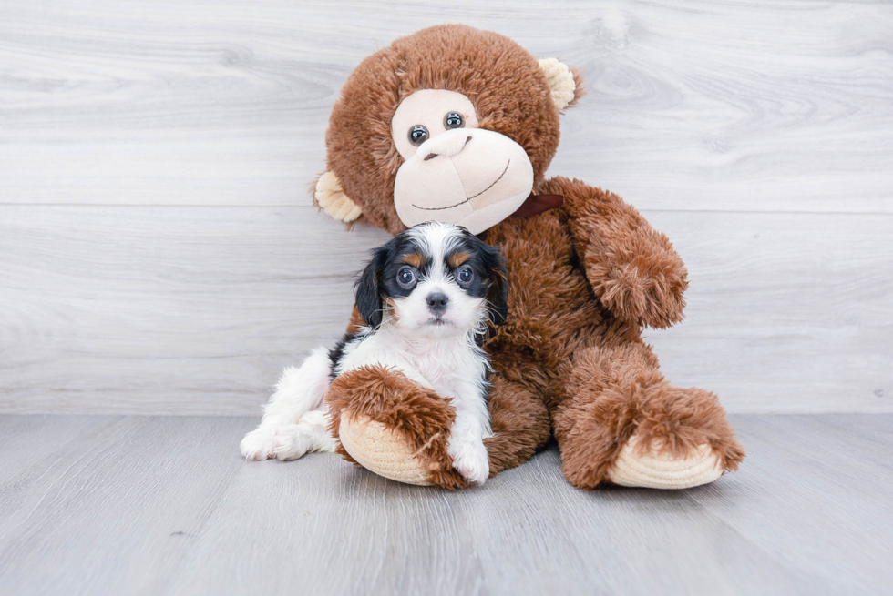 Hypoallergenic Cavalier King Charles Spaniel Purebred Pup