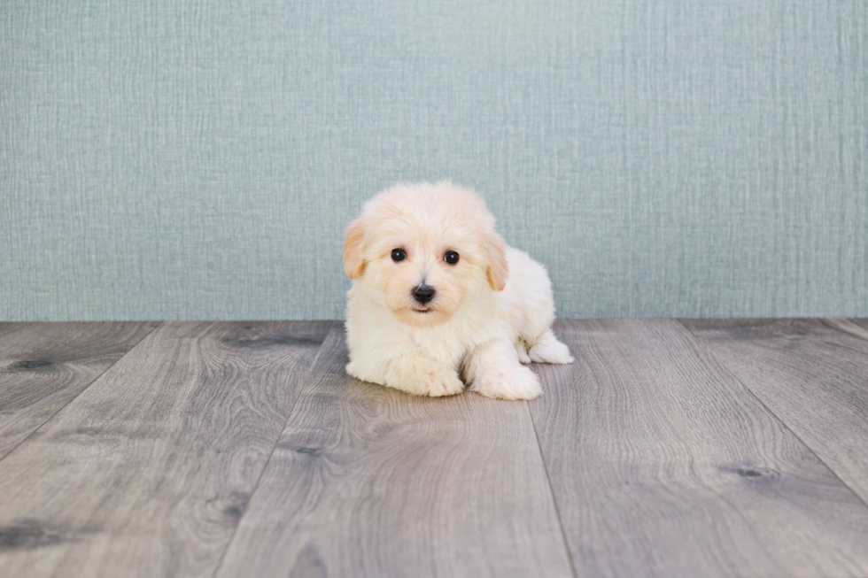 Maltipoo Puppy for Adoption