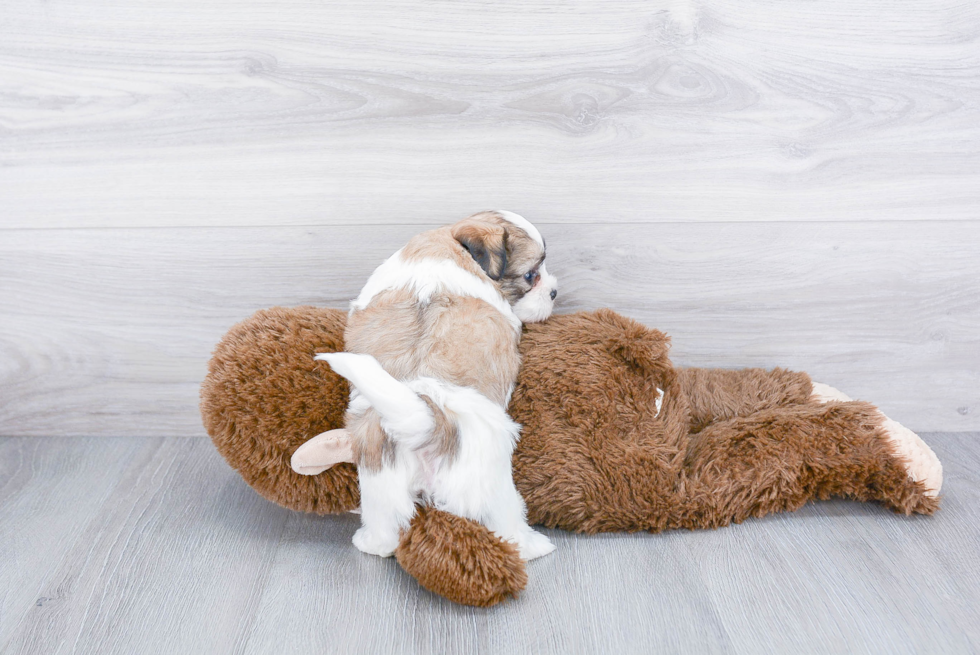 Funny Teddy Bear Designer Pup