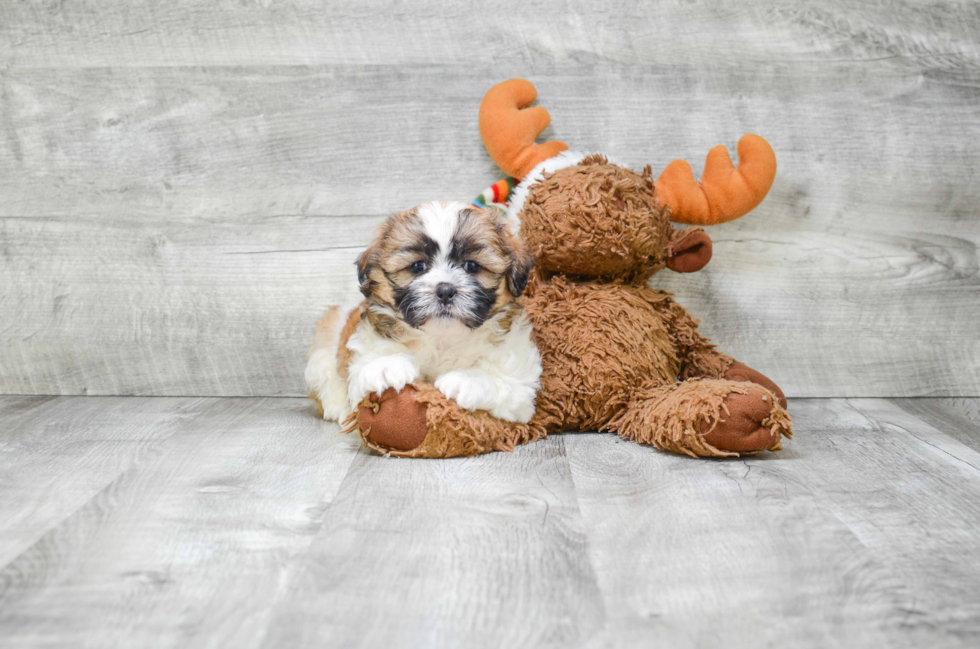 Teddy Bear Pup Being Cute