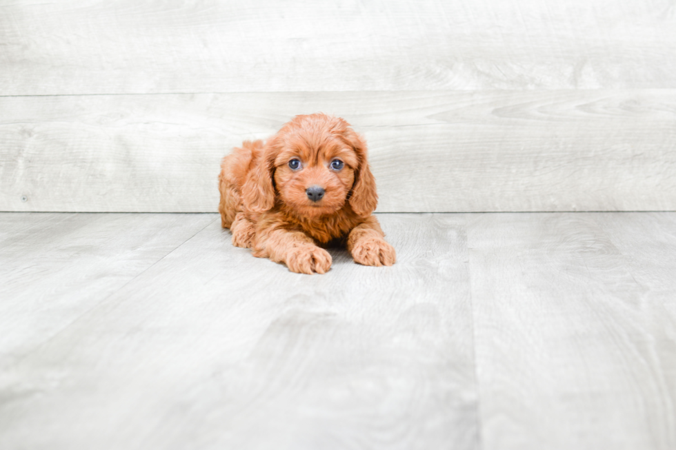 Petite Cavapoo Poodle Mix Pup