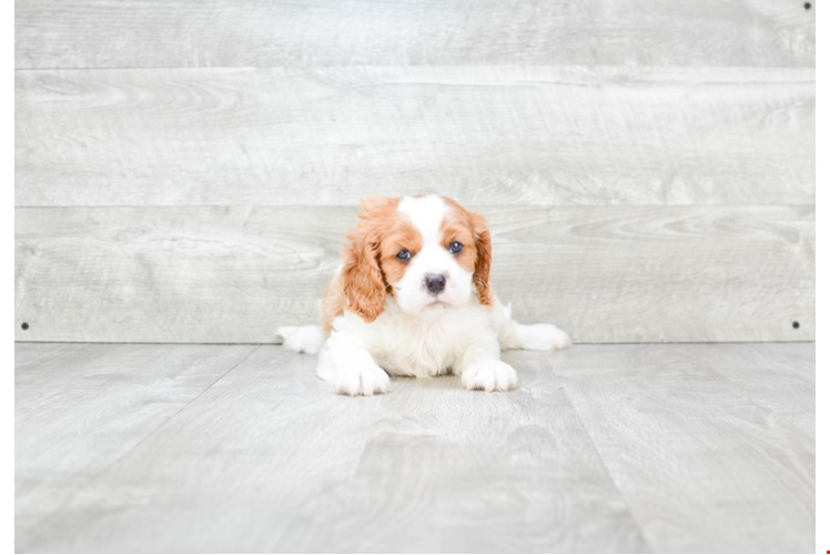 Best Cavalier King Charles Spaniel Baby