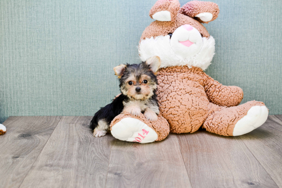 Hypoallergenic Yorkie Designer Puppy