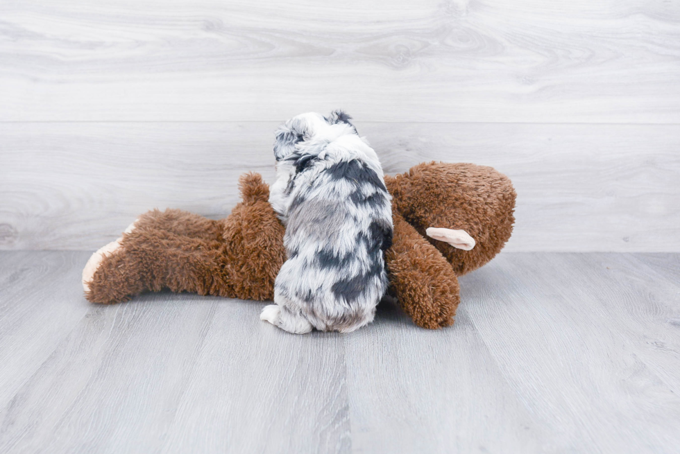 Happy Mini Aussiedoodle Baby