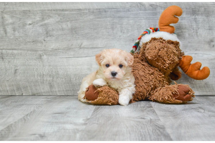 Energetic Maltese Poodle Poodle Mix Puppy