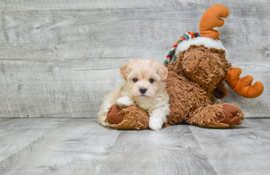 Energetic Maltese Poodle Poodle Mix Puppy