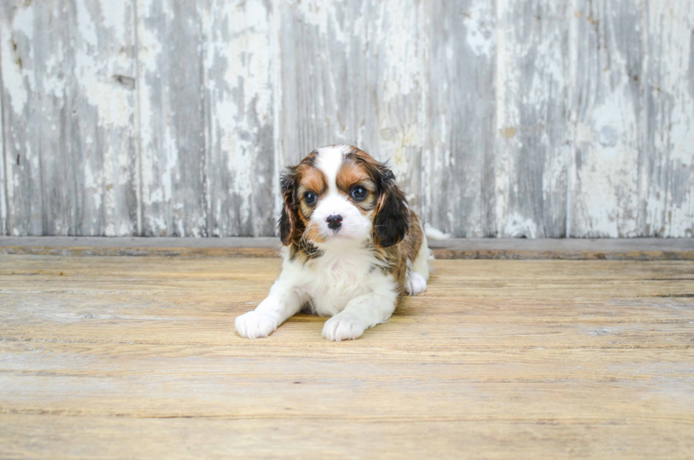 Cavachon Puppy for Adoption