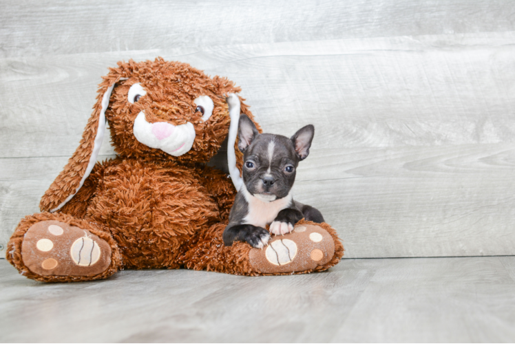 Boston Terrier Puppy for Adoption