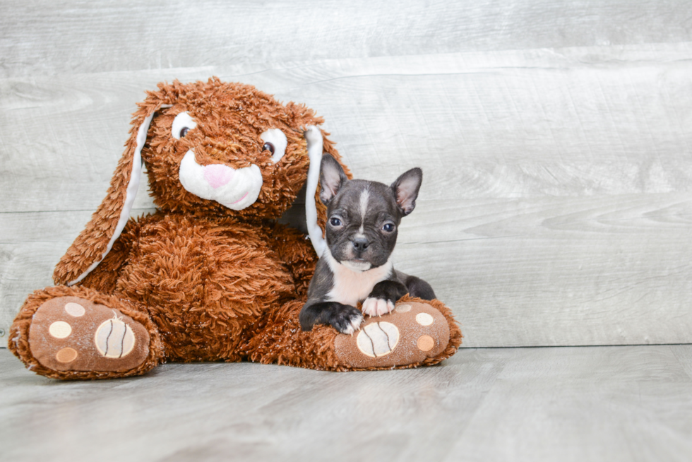 Boston Terrier Puppy for Adoption