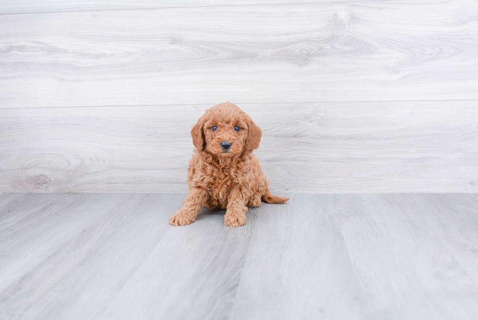 Friendly Mini Goldendoodle Baby