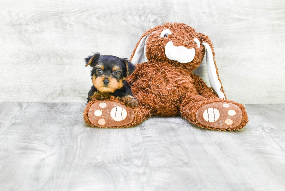 Meet Timmy - our Yorkshire Terrier Puppy Photo 