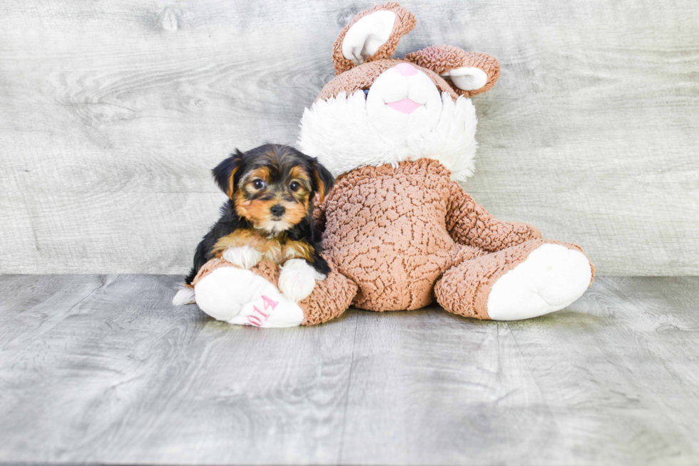 Meet Beyonce - our Yorkshire Terrier Puppy Photo 