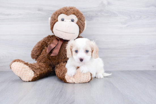 Small Cavachon Baby