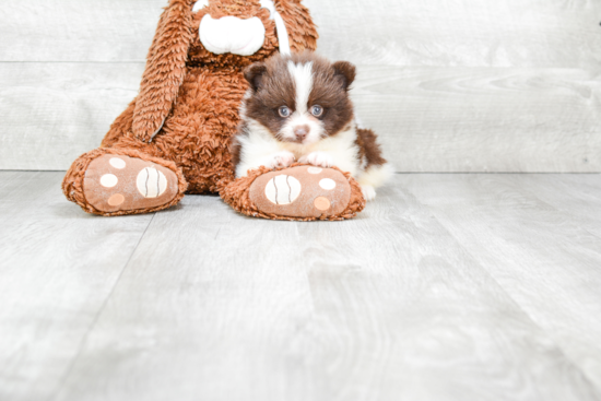 Fluffy Pomeranian Purebred Puppy