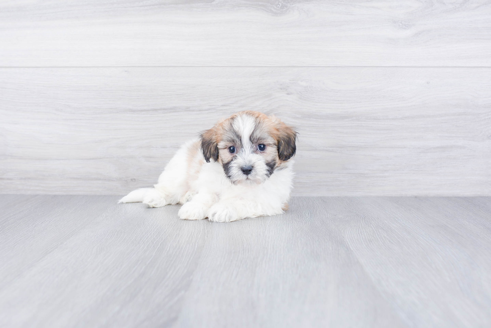Playful Shitzu Designer Puppy