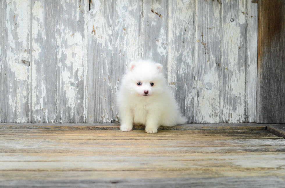 Friendly Pomeranian Purebred Pup