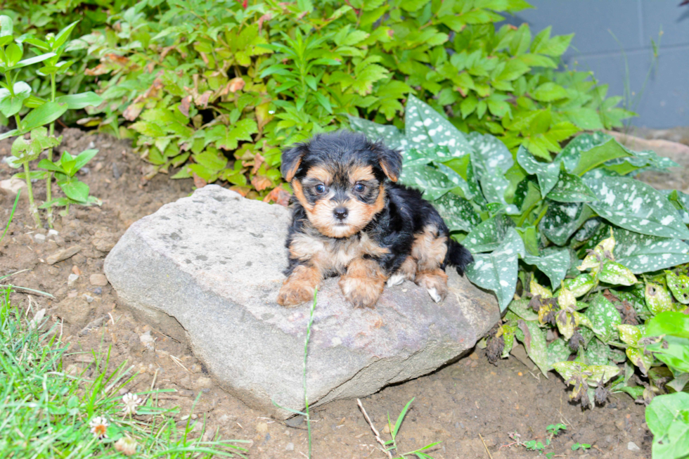 Little Yorkie Designer Puppy