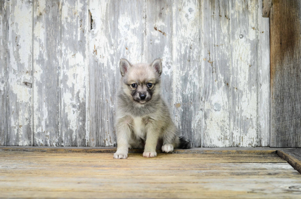 Best Pomsky Baby