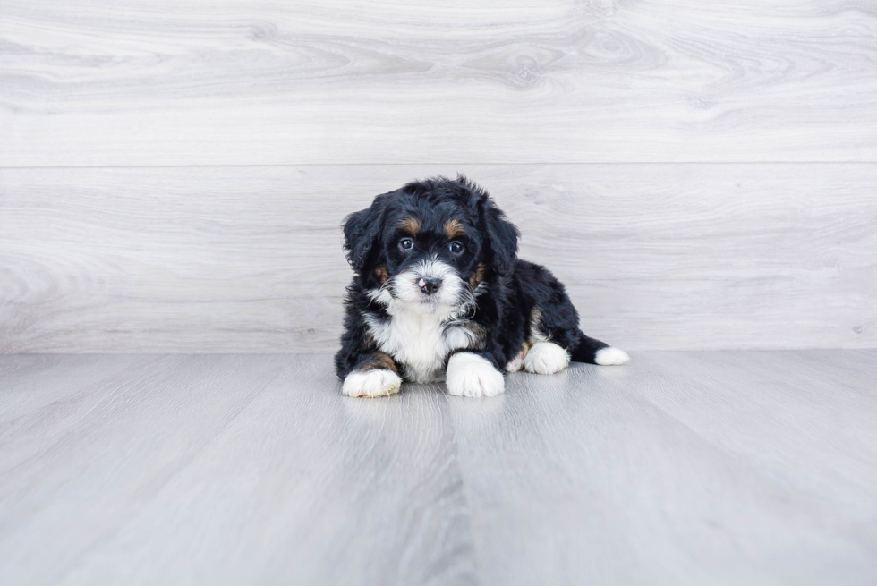 Fluffy Mini Bernedoodle Poodle Mix Pup