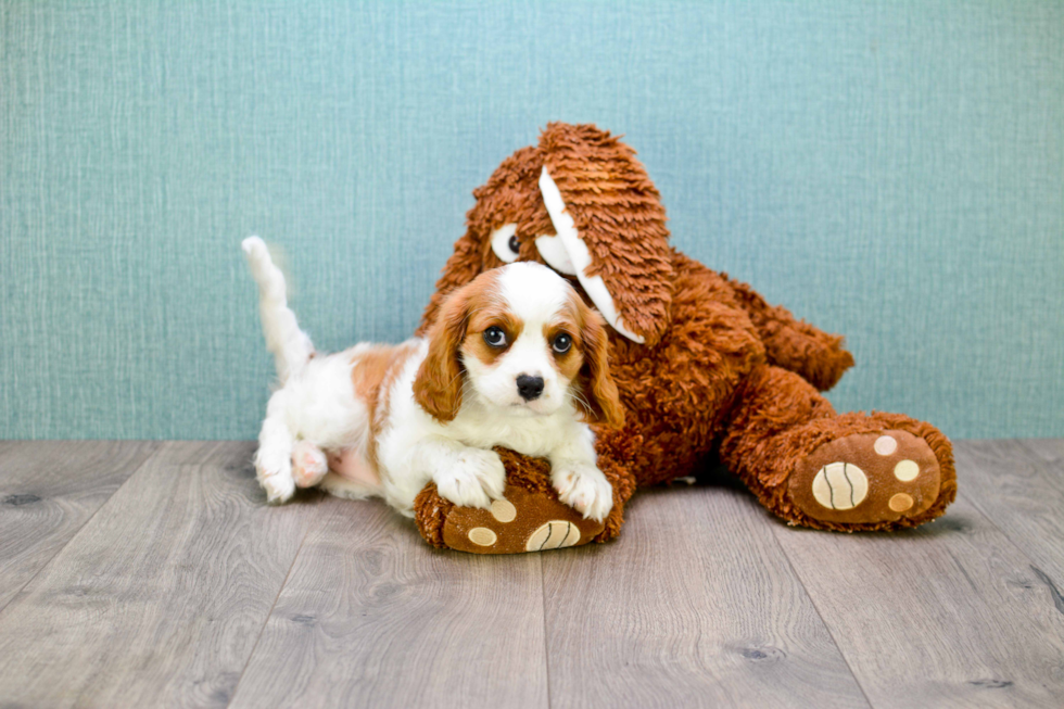 Fluffy Cavalier King Charles Spaniel Purebred Puppy