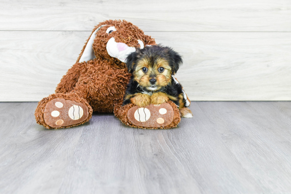 Meet Thelma - our Yorkshire Terrier Puppy Photo 