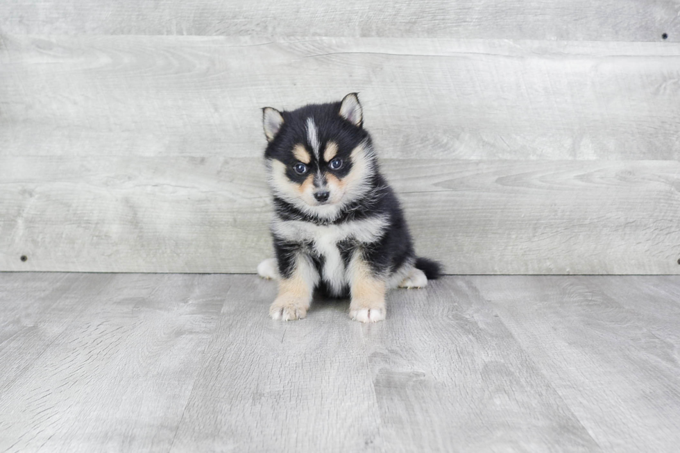 Best Pomsky Baby