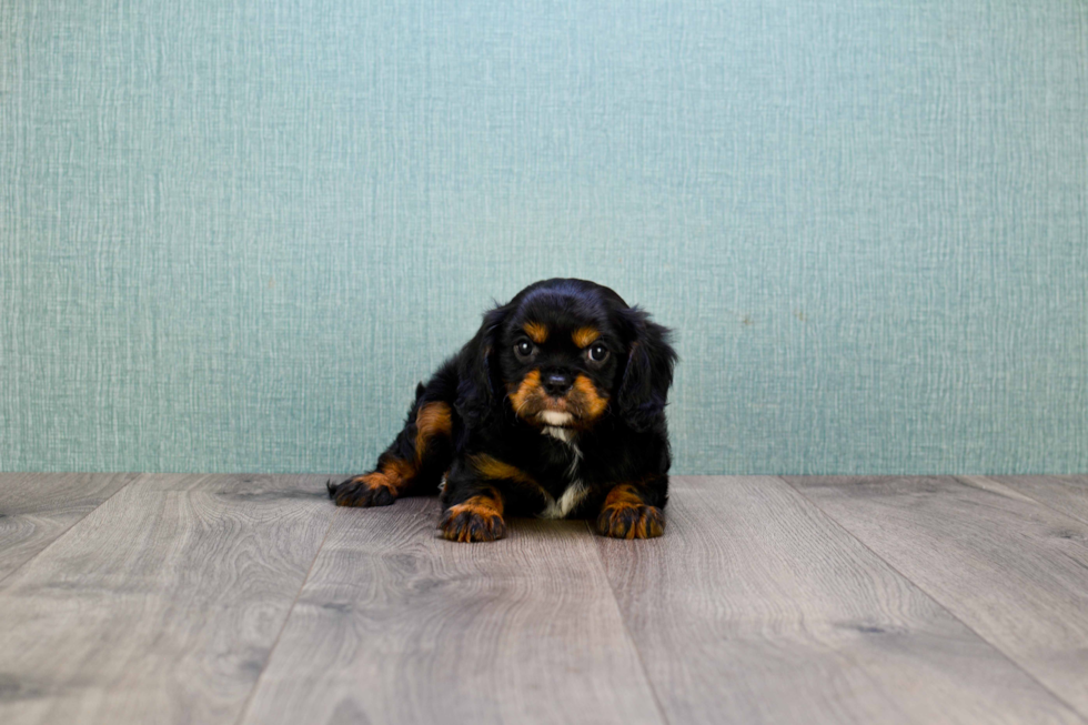 Cavalier King Charles Spaniel Pup Being Cute