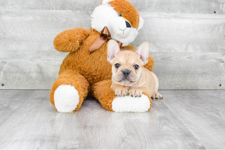 Playful French Bulldog Baby