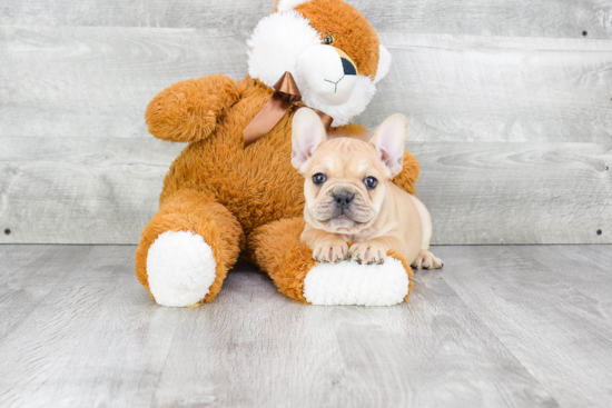 Playful French Bulldog Baby