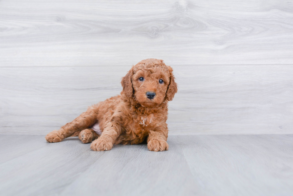 Energetic Golden Retriever Poodle Mix Puppy