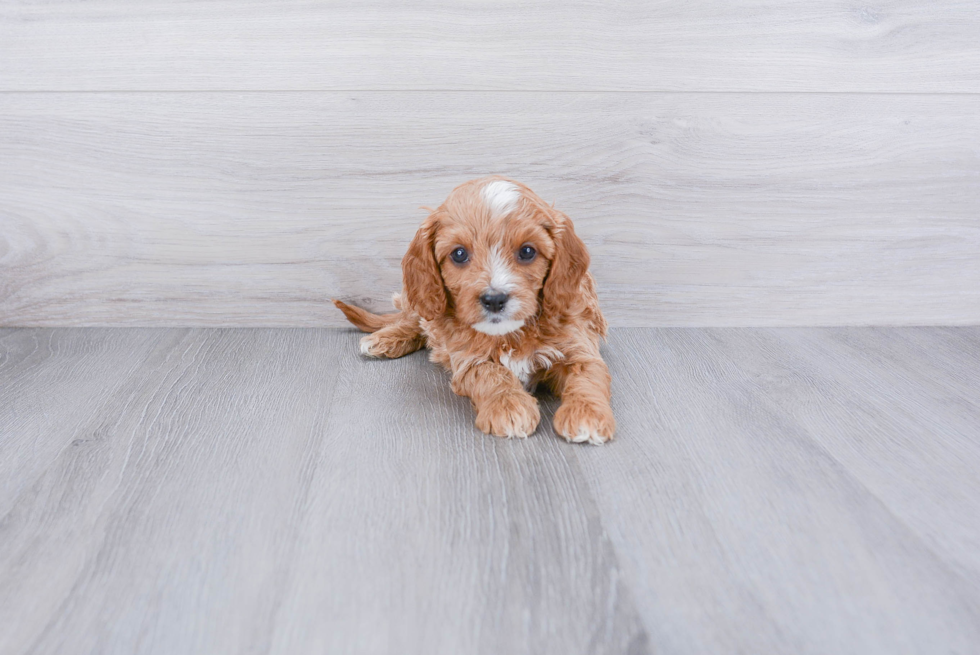 Best Cavapoo Baby