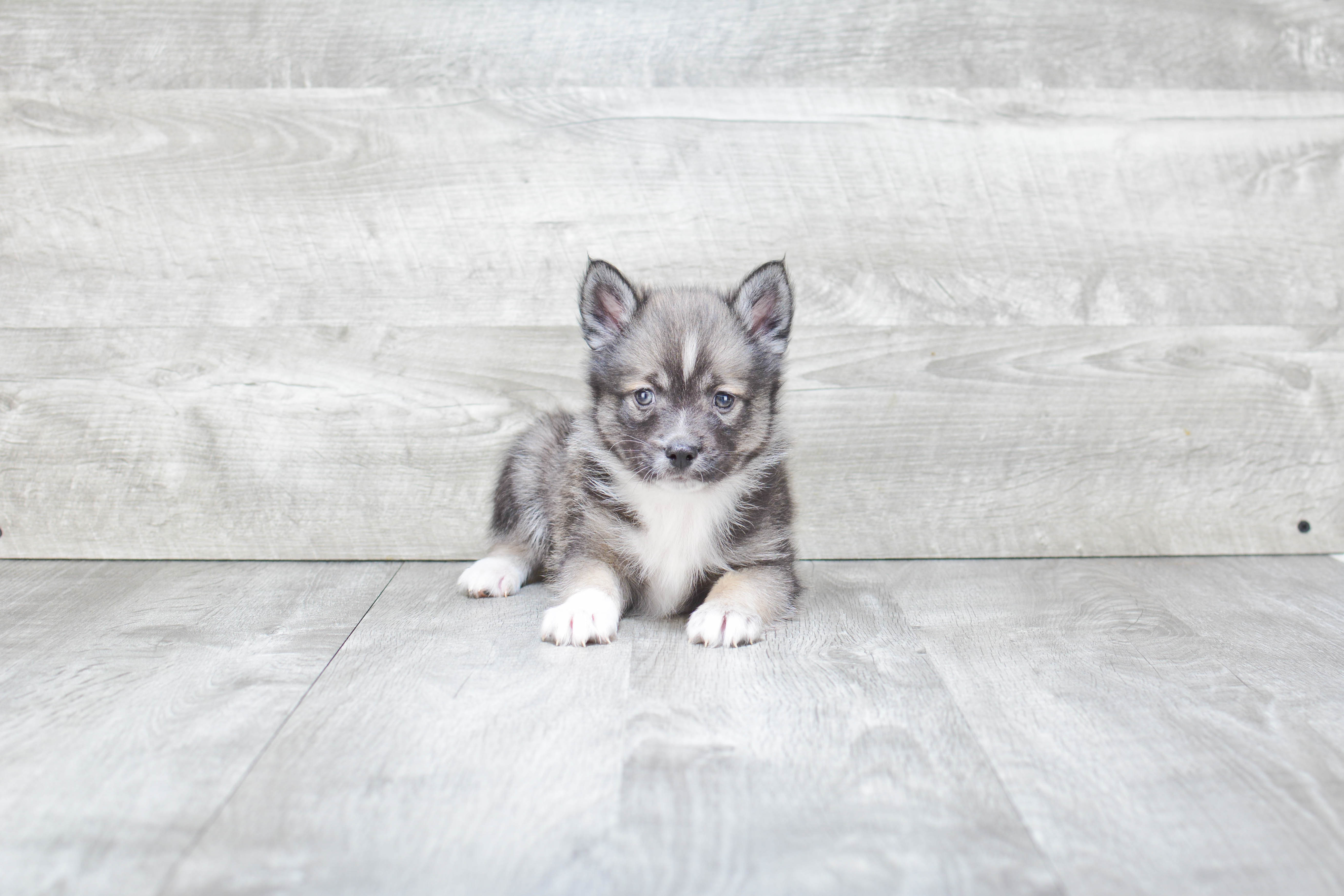 Popular Pomsky Designer Pup