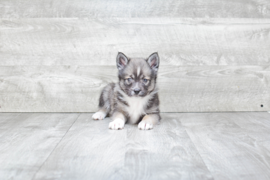 Popular Pomsky Designer Pup