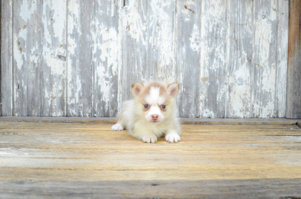 Best Pomsky Baby