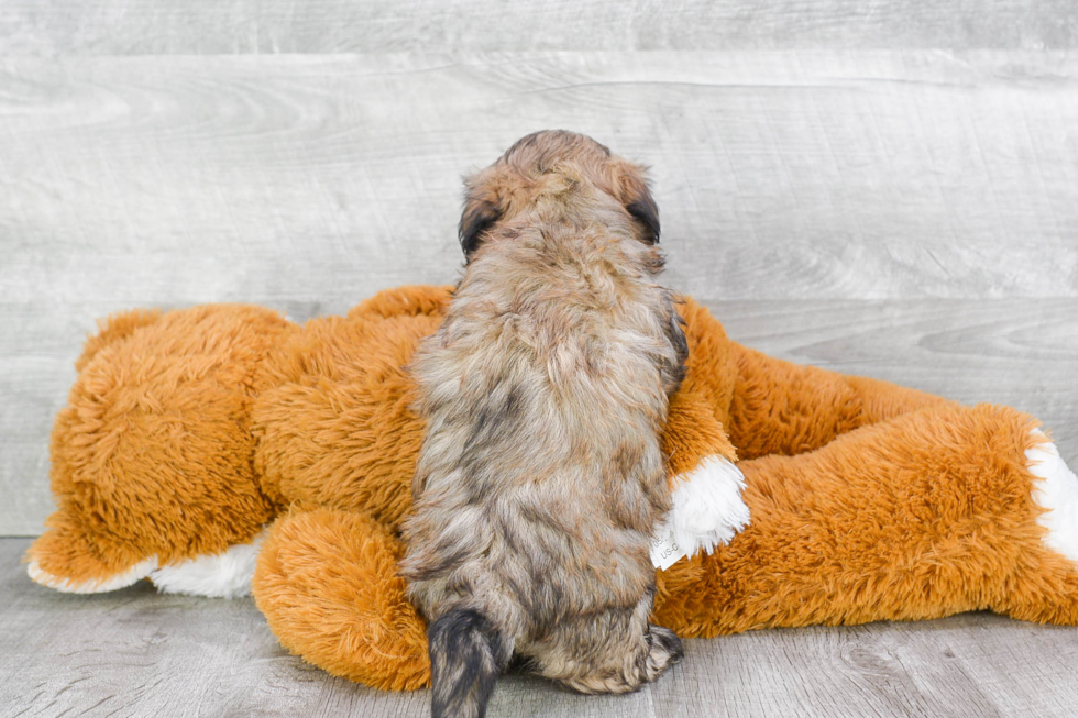 Happy Teddy Bear Baby