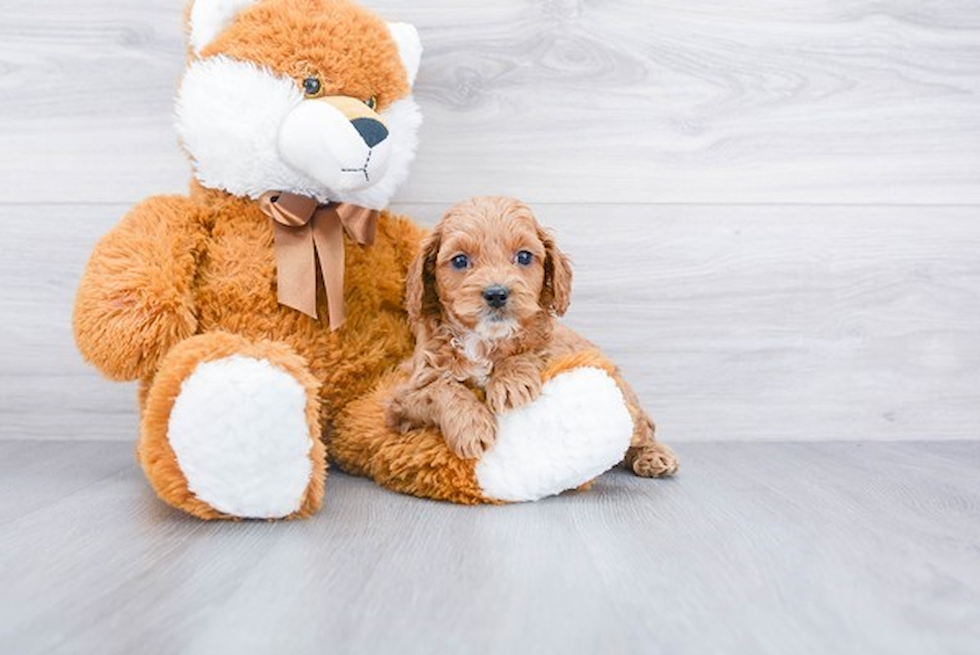 Cockapoo Pup Being Cute