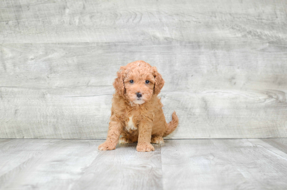 Best Mini Goldendoodle Baby