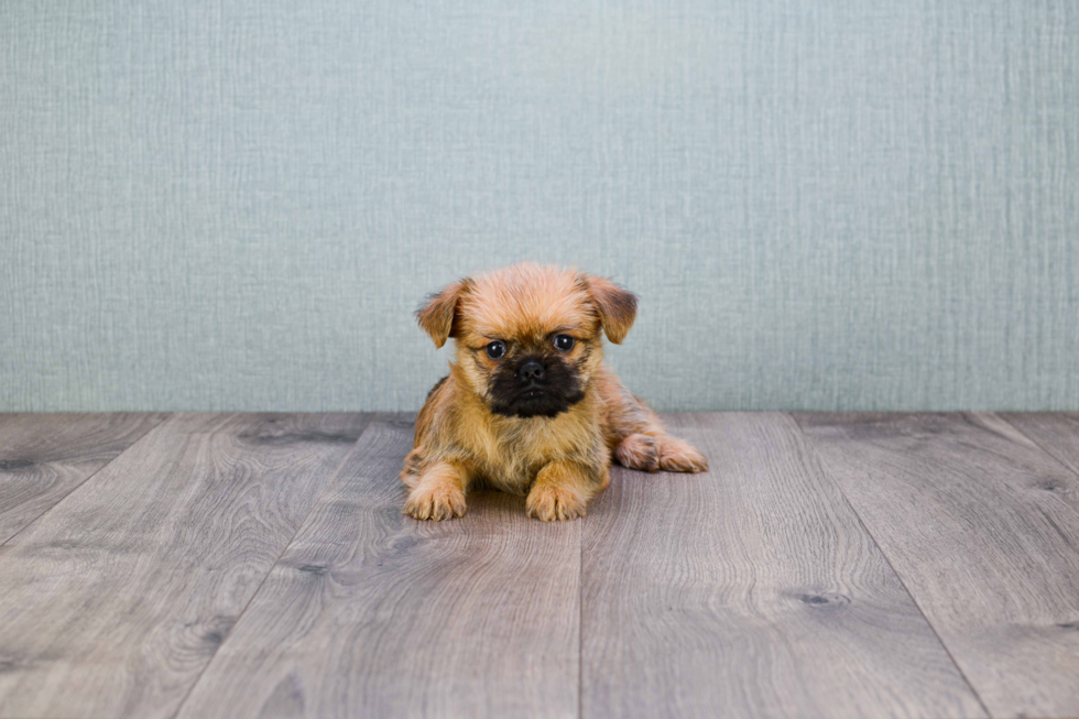 Cute Brussels Griffon Baby