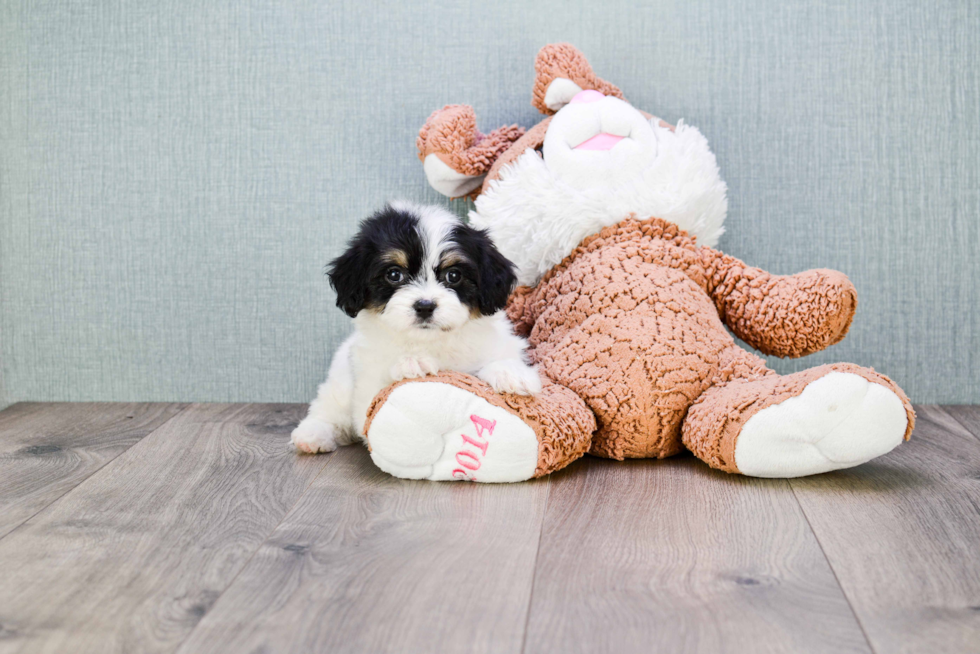 Best Cavachon Baby