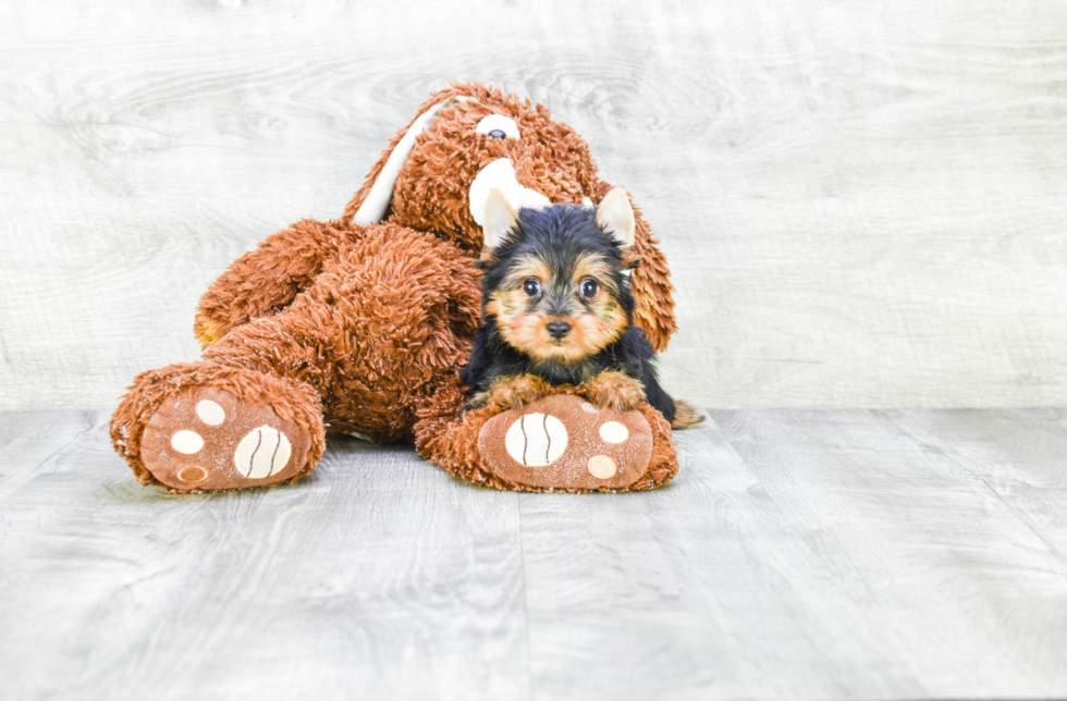 Meet Avery - our Yorkshire Terrier Puppy Photo 