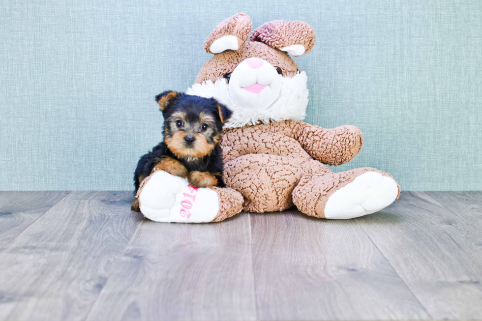 Meet Izzie - our Yorkshire Terrier Puppy Photo 