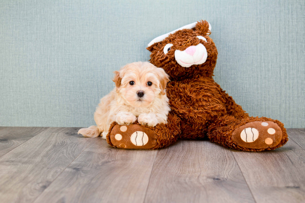 Hypoallergenic Maltese Poodle Poodle Mix Puppy