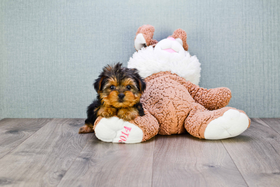 Meet Goldie - our Yorkshire Terrier Puppy Photo 