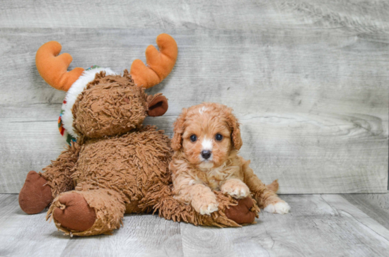 Hypoallergenic Cavoodle Poodle Mix Puppy