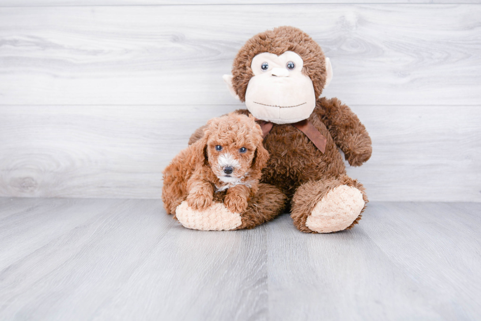Smart Cavapoo Poodle Mix Pup